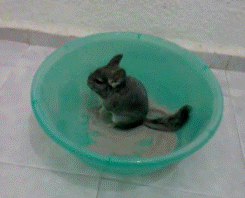 fiftyshadesofdebauchery:   kvotheunkvothe:     Animal fun fact: Chinchillas can’t get wet. Their fur retains too much water and will start to grow mold. So they bathe by rolling around in dust.  Chinchilla fun fact: Chinchillas have around 20 hairs