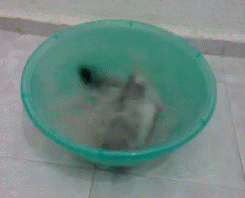 dianabaabe:     Animal fun fact: Chinchillas can’t get wet. Their fur retains too much water and will start to grow mold. So they bathe by rolling around in dust.  Chinchilla fun fact: Chinchillas have around 20 hairs per follicle; unlike humans who