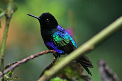 fadamariposa:  fairy-wren:  velvet-purple coronet (photos by gastoncC and andy jones)  gorgeous little thing ♥ 