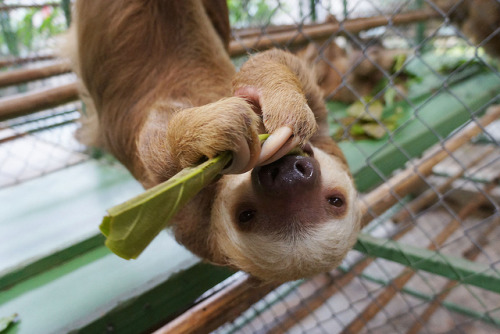c-oconutshores:  purecoconut:   queued. on vaca. xo   sloths are sexyyyy
