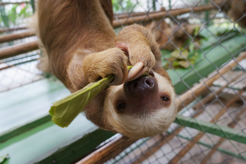 wh1skerz: exoticsea: bohemian-sunshine: three-toed-sloth: j15435ua;dfi9ryrw  omg its tongue, th