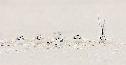 fairy-wren:piping plovers(photo by jim gilbert)
