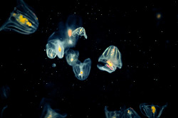 aquaticwonder:  Intergalactic Jellyfish (by tyreke.white)