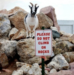 Animals can be rebels too yo