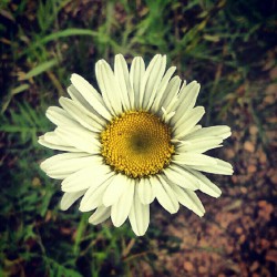 Daisy :) (Taken with instagram)