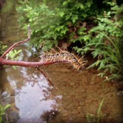 Catapiller :) (Taken with instagram)