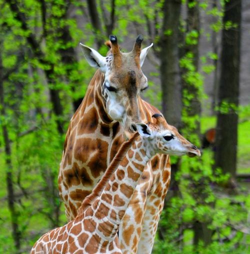 Giraffe Calf