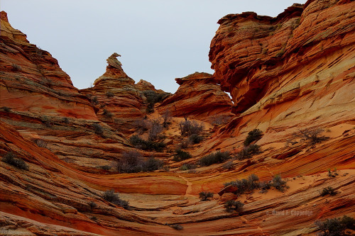 abluegirl:The geology of the Coyote Buttes, by Dave Coppedge.