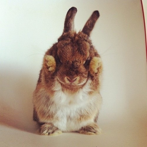 most-awkward-moments:  Hi, are you sad? It’s okay to be sad. Here are some buns;