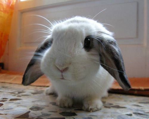 most-awkward-moments:  Hi, are you sad? It’s okay to be sad. Here are some buns;