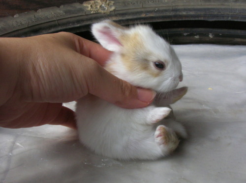 most-awkward-moments:  Hi, are you sad? It’s okay to be sad. Here are some buns;