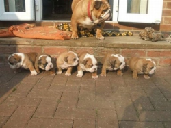 English Bulldog Love