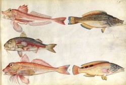 nends:  Claude Aubriet (1665-1742) - Album de coquillages et poissons  