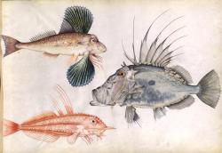 nends:Claude Aubriet (1665-1742) - Album de coquillages et poissons  