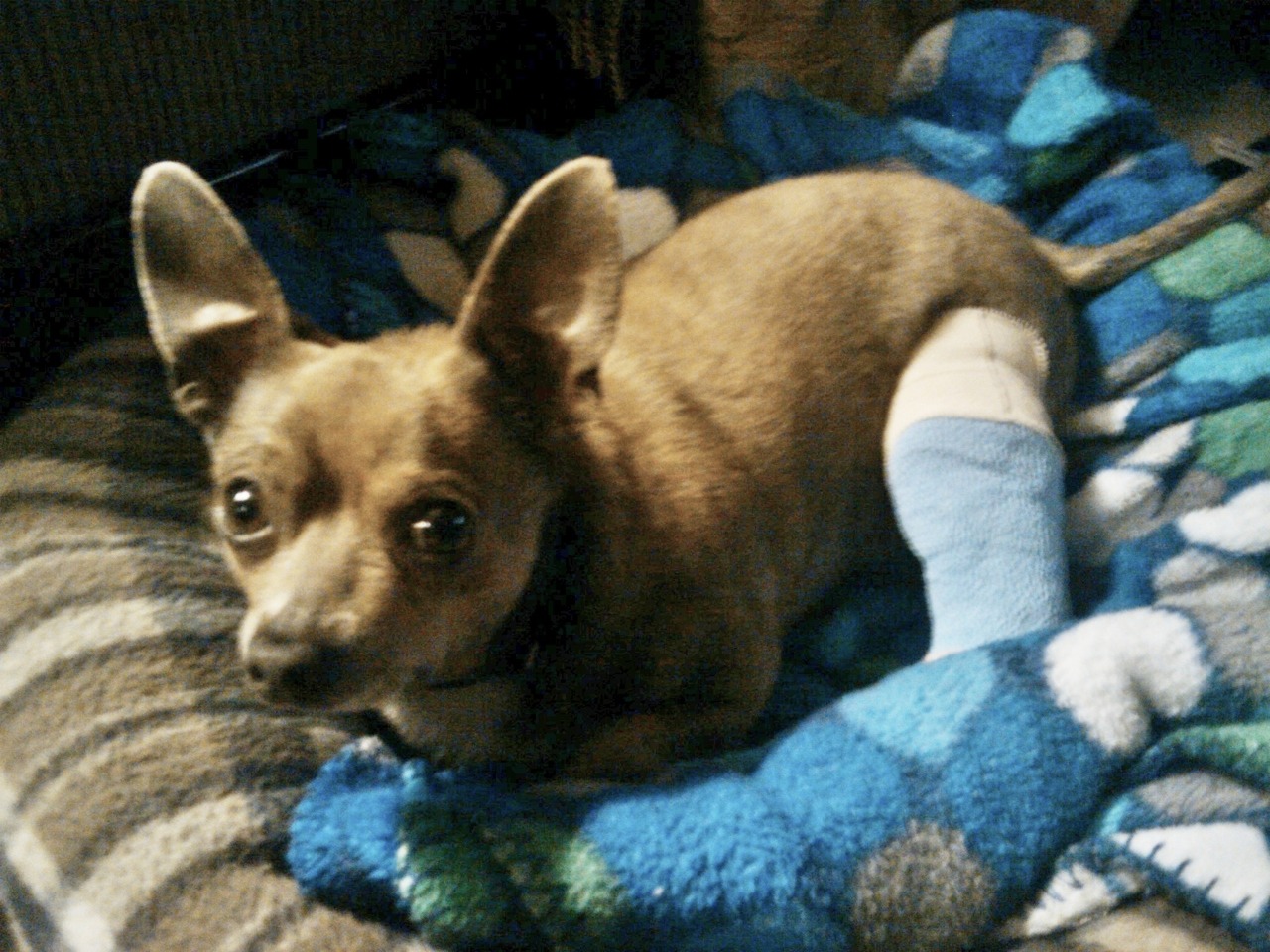 nigga-chan:  hickspanic:  marmalade-maid:   This is Charlie, my 4 year old chihuahua