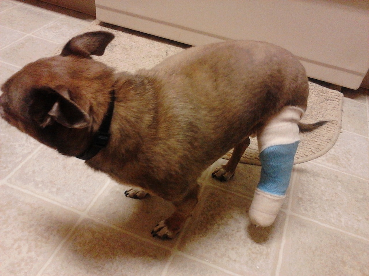 nigga-chan:  hickspanic:  marmalade-maid:   This is Charlie, my 4 year old chihuahua