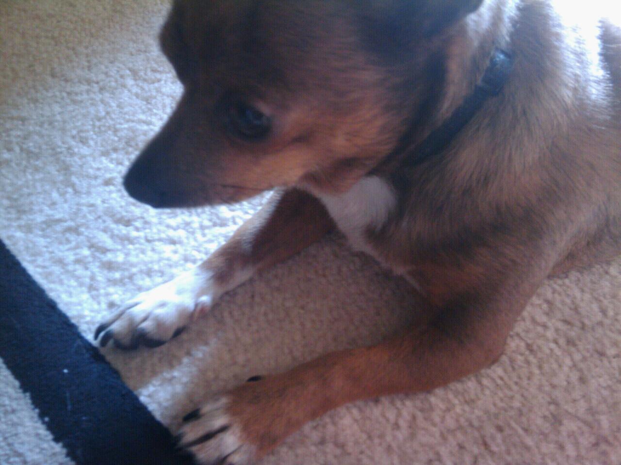 nigga-chan:  hickspanic:  marmalade-maid:   This is Charlie, my 4 year old chihuahua