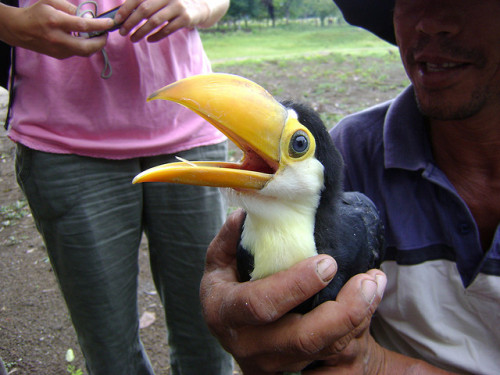 Porn Pics fairy-wren:  baby toco toucan (photo by ancassell)