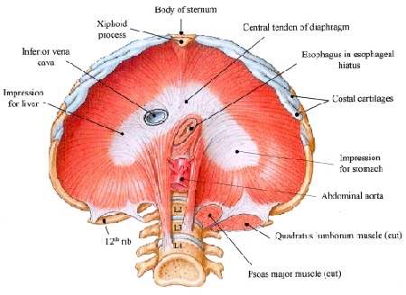 Usmle Pathology Slides Structures Perforating Diaphragm T8 Ivc T10