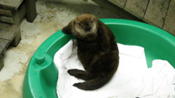 dailyotter:  Sea Otter Pup Lounges Via drquuxum  auwa