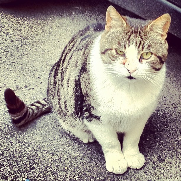 Gattaccio - #cat#gattini#gatto#gatti#pussycat#pussy#igerspadova #padovafotografia