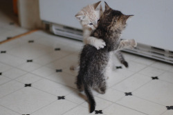 Sweet Little Kittens