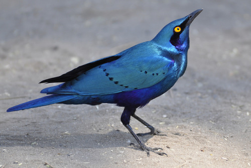 fat-birds:Greater Blue-eared Starling - Lamprotornis chalybaeus by lyn.f on Flickr.