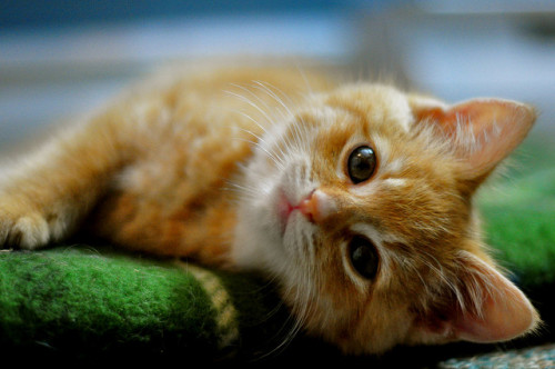 everybody wants to be a cat