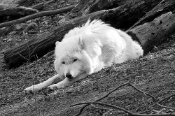 Stop Killing Wolves!
