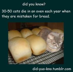 did-yuo-kno:  Please, if you have a heart, reblog this to raise awareness. Keep cats out of the oven!