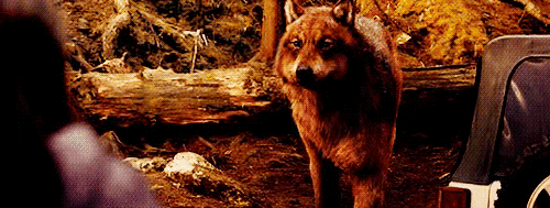 twilights-lovers:  Jacob: Ás vezes eu acho que você me prefere como lobo.Bella: