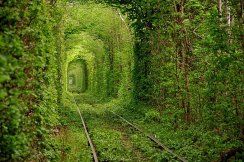 donkeykongcountry2:  gummy-octopus:   The “Tunnel of Love” in Ukraine   