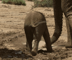 imaken:  Tumblr Port - すべて ランキング - photo:A baby elephant in Samburu, Kenya. (Planet Earth Live - BBC)