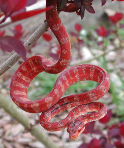 earth-song:  all-reptiles: Amazon tree boa