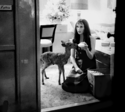 micaceous:  Audrey Hepburn with her pet deer photographed by Bob Willoughby 