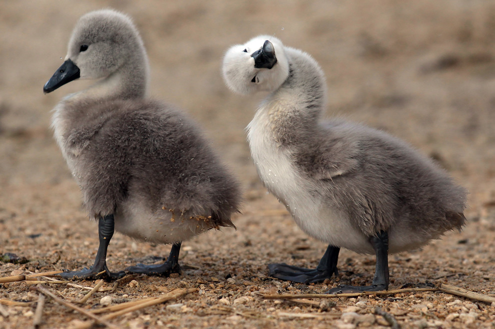 Mother swan and babies