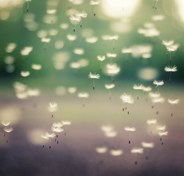 w00her:  Dandelion escape by *December Sun on Flickr. 