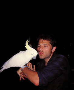 mishasteaparty:  Misha Collins with some animals 