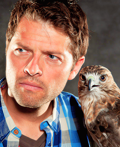 mishasteaparty:  Misha Collins with some animals 