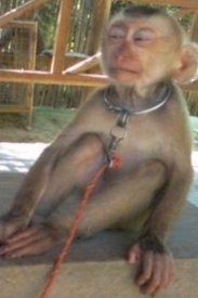 iphone420:  monkeys make me uncomfortable because theyre like humans but not really  