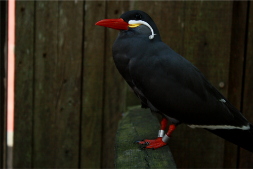 ‘Inca Tern’ by pizzalinter