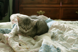 palides:  (via Untitled | Flickr - Photo Sharing!) 