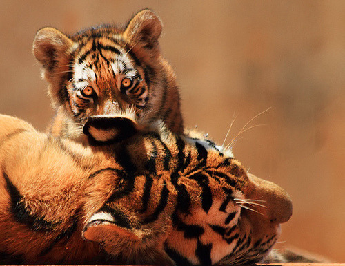 fabforgottennobility:  EYES