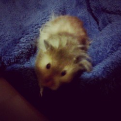 My teddy bear hamster Dexter. :) (Taken with instagram)