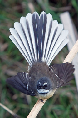 fat-birds:  Fantail by TriPodRoD on Flickr. 