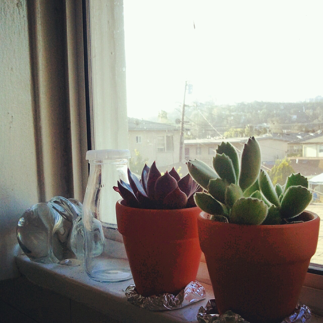 Some of my plant friends.