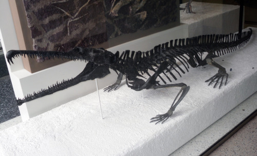 RutiodonMounted specimen on display at the American Museum of Natural History, NYCModel on display a