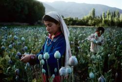  Children work in an opium field in Badakhshan,