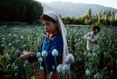 afghany:  Children work in an opium field in Badakhshan, which is Afghanistan’s largest produc