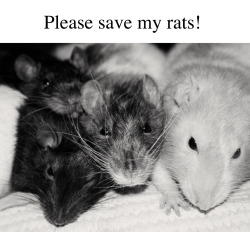 trubbishie:  frowny:  ratmzee:  Above are pictures of my little boys.  Sadly, both Winston and Albus have fallen very ill. And, as much as I beg my parents to help me, they will not, and do not see the purpose, of  taking my boys to the vet.  Winston